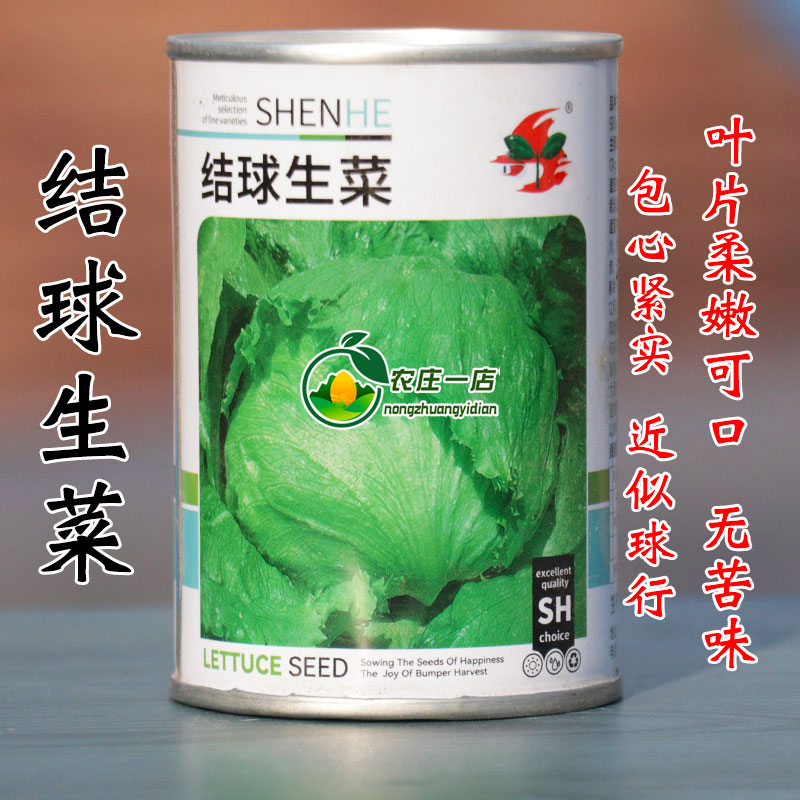 结球生菜种孑菜种包心紧实近球形