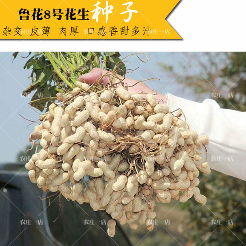 高产薄壳四粒红花生种子种籽特色黑花生种籽脱皮精选种孑抗病山东