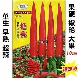 单生大果朝天椒种子辣味浓小米超辣辣椒籽长10cm高产春夏秋四季
