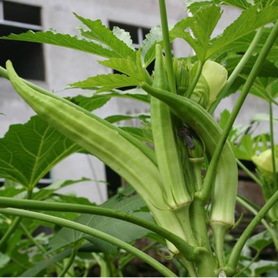 杨贵妃五福六角豆红秋葵蔬菜种子
