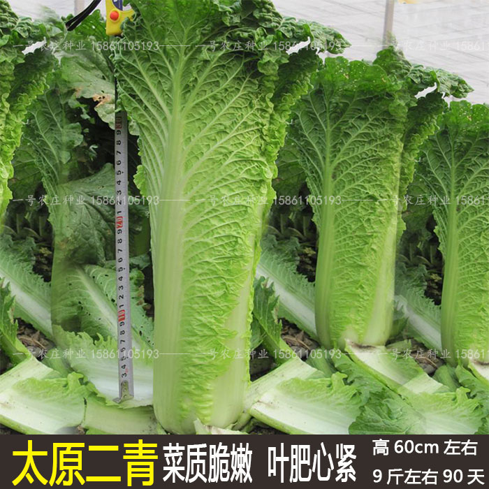 太原二青麻叶白菜种子包心春秋季