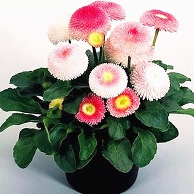 小雏菊种子 四季播种  阳台盆栽植物易种花卉 多年生 当年开花在类目 鲜花速递/花卉仿真/绿植园艺, 花卉/蔬果/草坪种子（新）, 家庭园艺种子中 - 来自Buy2taobao.com提供专业的淘宝代购服务