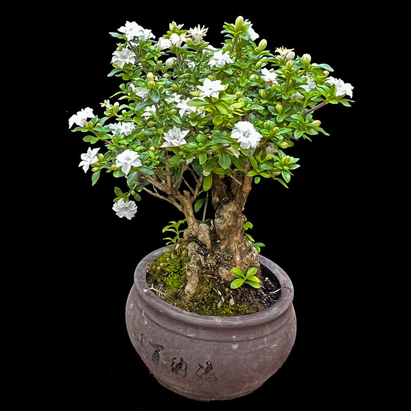 精致小老桩小叶重瓣六月雪盆景四季常青花开漂亮花期长可室内养护