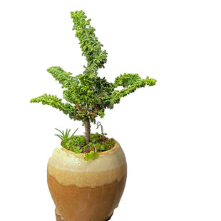 石化桧盆景中的软黄金小精致四季长青好养好看