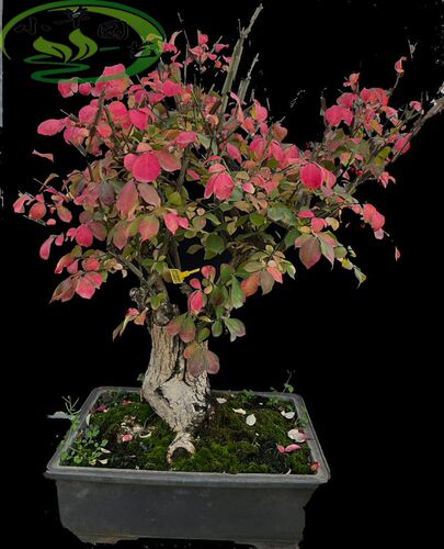 真弓造型漂亮开花结果红叶漂亮高档观果观叶观花