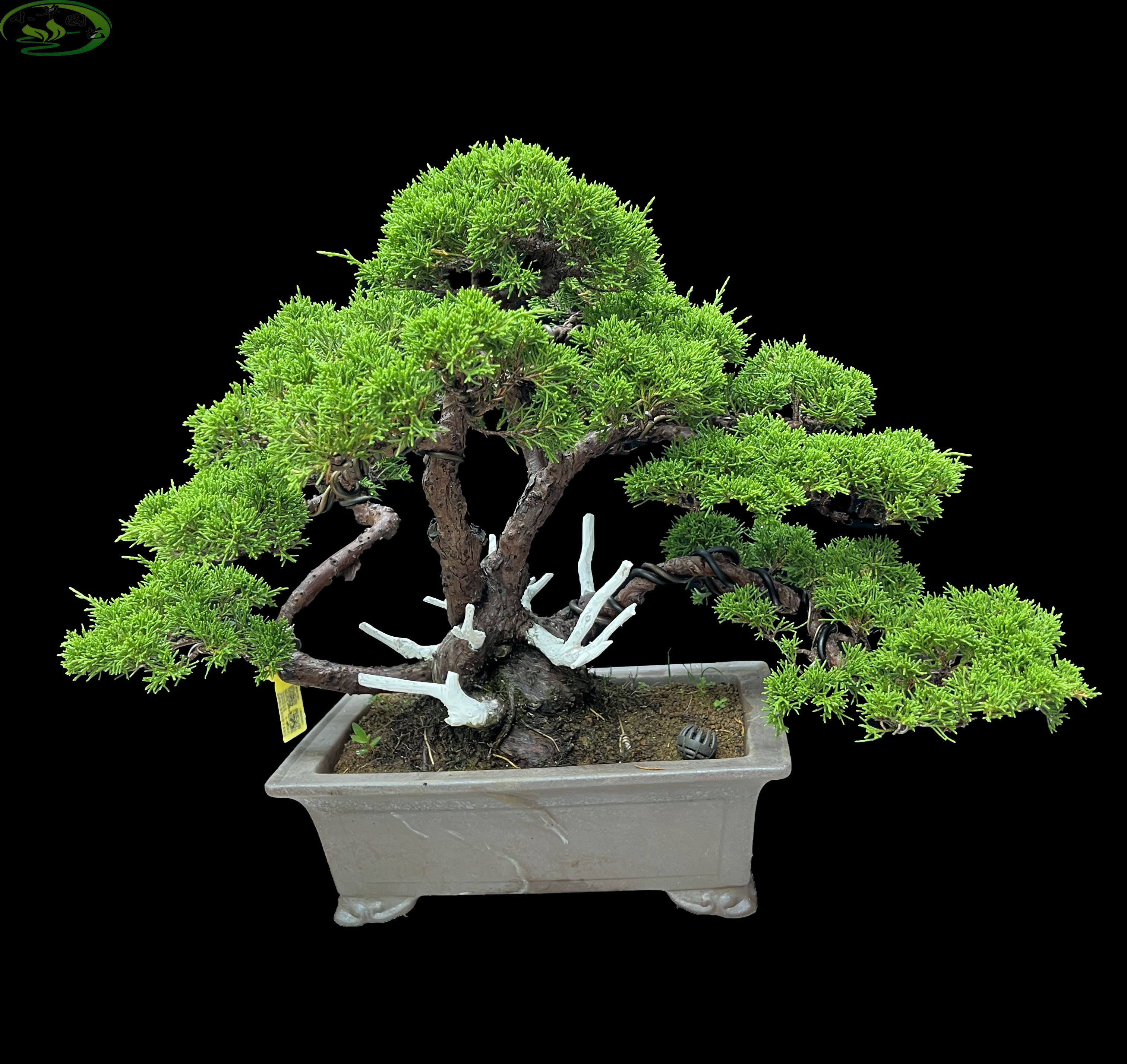 进口系鱼川真柏一本多杆造型漂亮精品中品柏树盆景四季常青耐寒