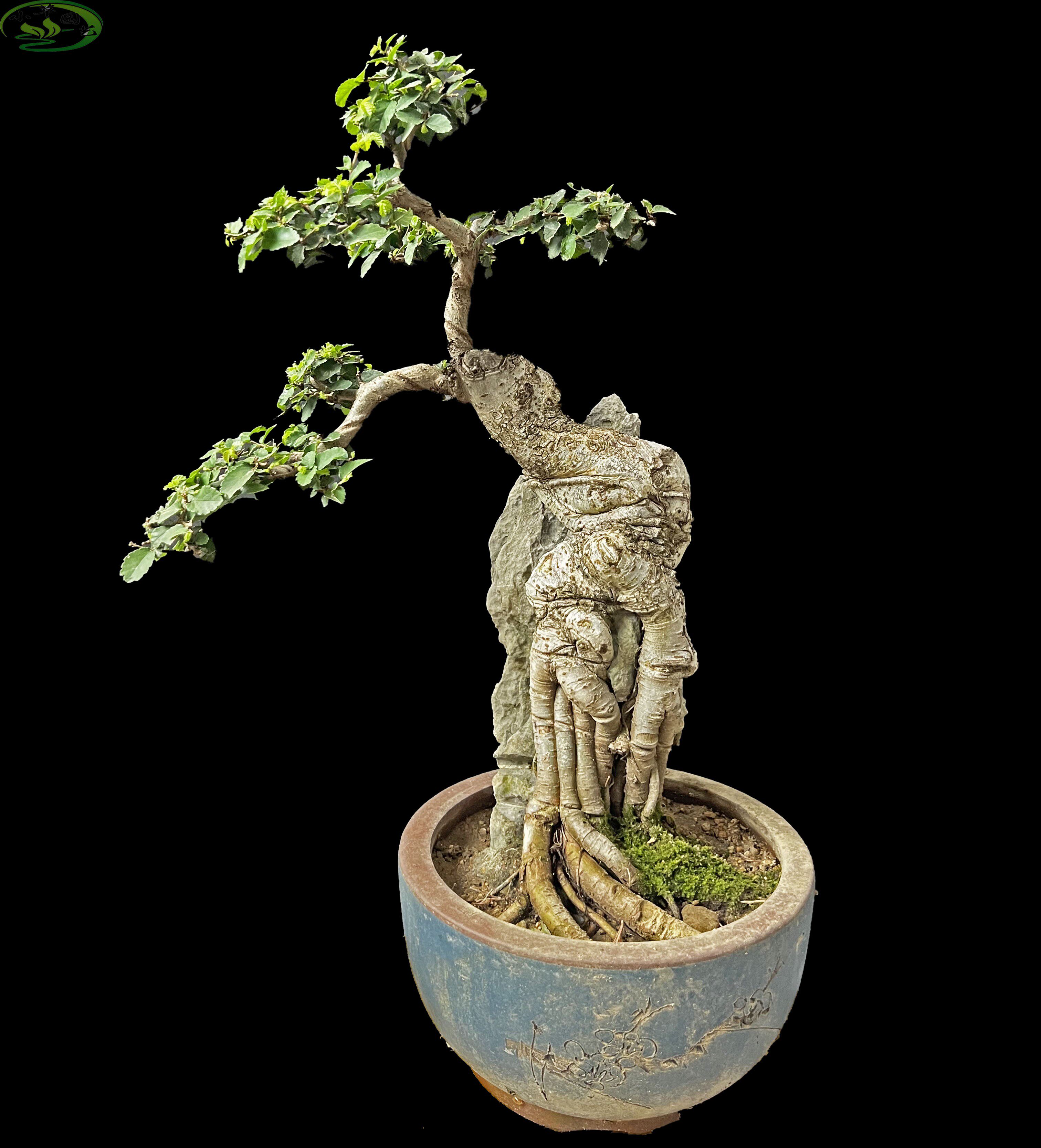 精品造型榆树盆景盘根提根耐寒好养适合客厅阳台