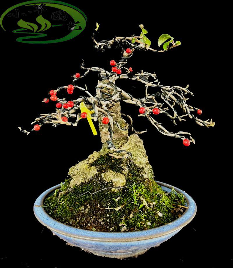 进口蔓梅凝盆景矮霸坨坨开花结果精品观果