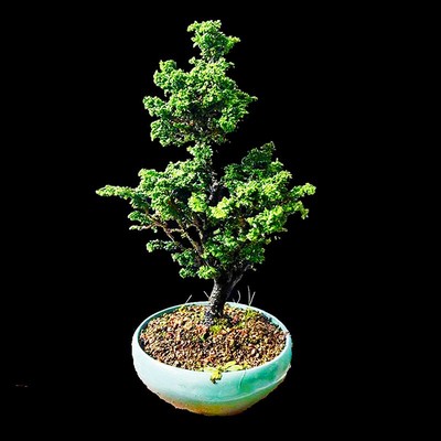 原盆进口石化桧盆景做过造型