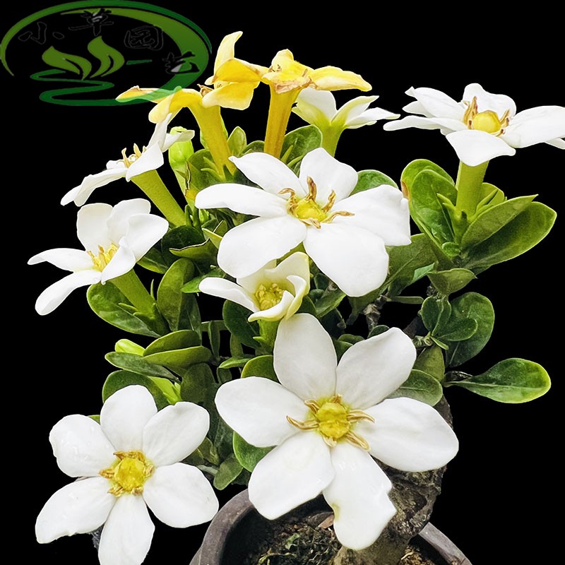原生达摩栀子花浓 小品栀子花弯度漂亮造型好看四季常青耐寒好养