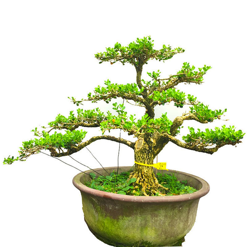 老桩黄杨盆景江苏白皮瓜子黄杨成型苍老气派适合客厅阳台庭院摆放