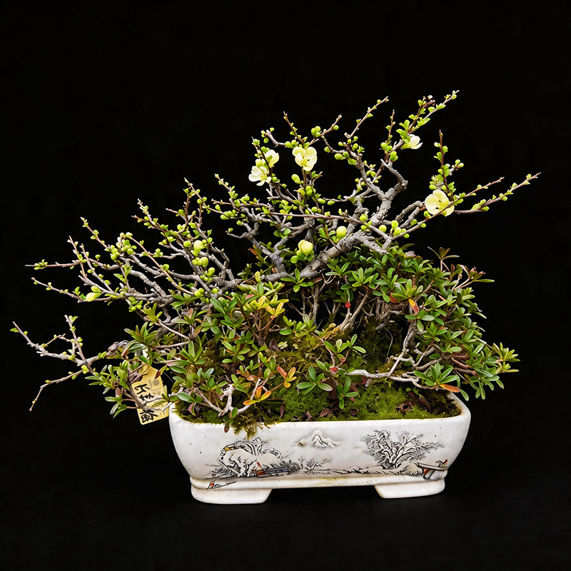 精品进口组合白花长寿梅老桩+星之辉杜鹃花叶共生观赏价值拉满