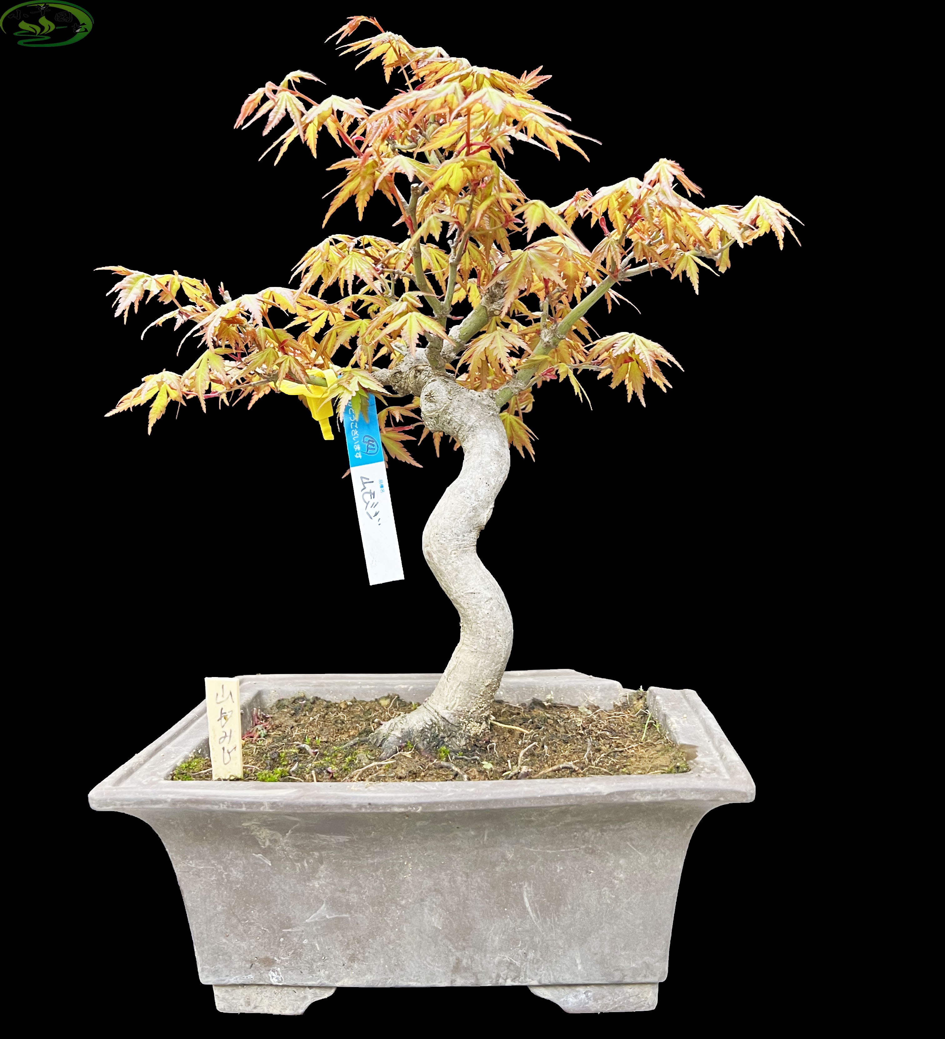 原盆进口山红叶盆景弯度自然老气好看精品枫树精品好养