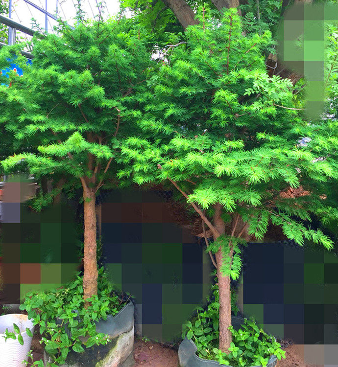 金钱松盆景造型老桩 高档室内外成型风景树 适合盆栽庭院花坛栽种