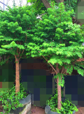 成型风景树庭院花坛栽种金钱松