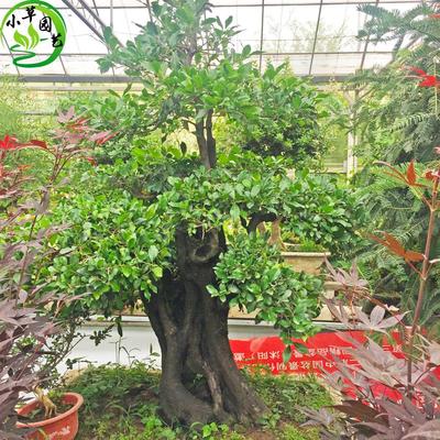 新品古桩挂果长青适合摆放金弹子