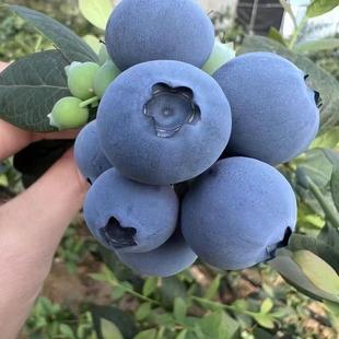 脆甜L25花香蓝莓鲜果大凉山德昌高山现摘现发孕妇花青素水果1斤