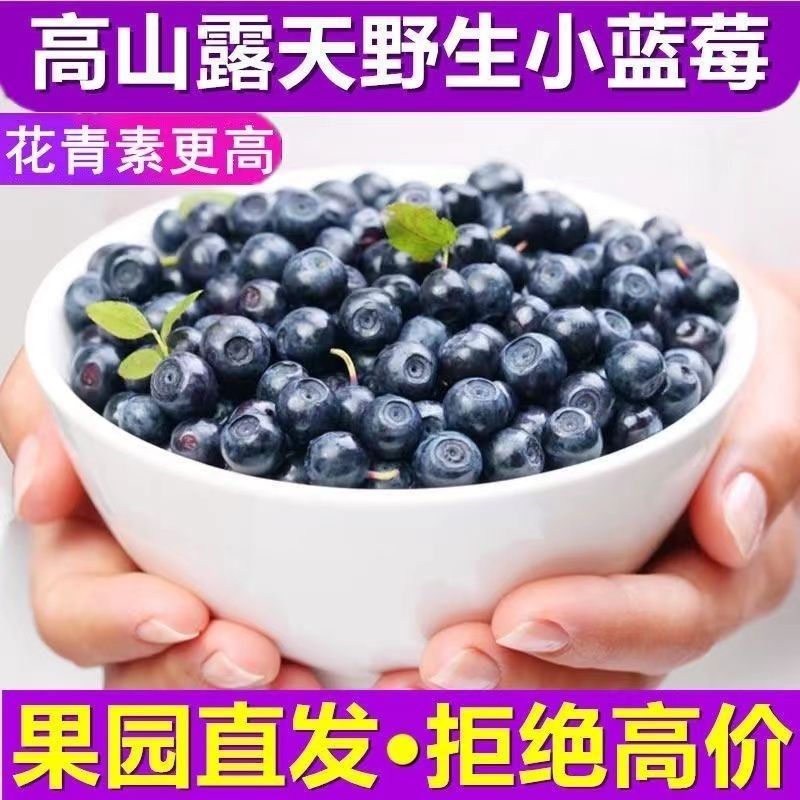 蓝莓新鲜水果当季整箱批发现摘酸蓝莓