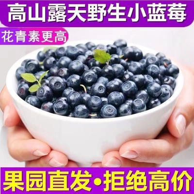 蓝莓新鲜水果当季整箱批发现摘酸甜野生鲜果5斤10斤小果商用凉山