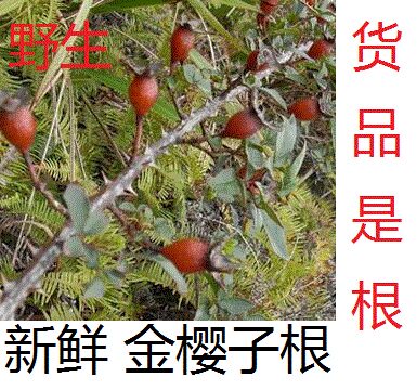 新鲜金樱根 金樱子树根 金英根金樱蔃中药材500克包邮