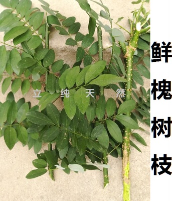 新鲜槐树枝48元/斤x2包邮月子外洗槐枝棍子枝条头风（不是刺槐）