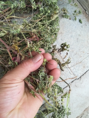 野老鹤草晒干安子嘴鞍子嘴老鸹嘴草全草中草药500克包邮牻牛儿科