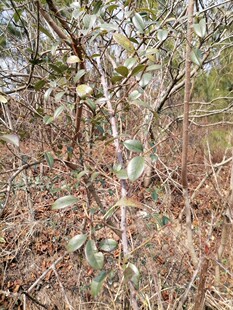 金樱藤，金樱子树枝含金樱叶和刺藤茎500克新鲜中药材下单现采