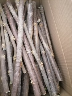 五倍子树树枝新鲜盐肤木盐霜柏盐麸树枝切段发500克中药材包邮