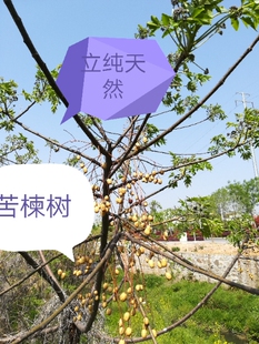 苦楝树枝新鲜紫花树苦苓子枝500克现采川楝切段树枝另有鲜树根