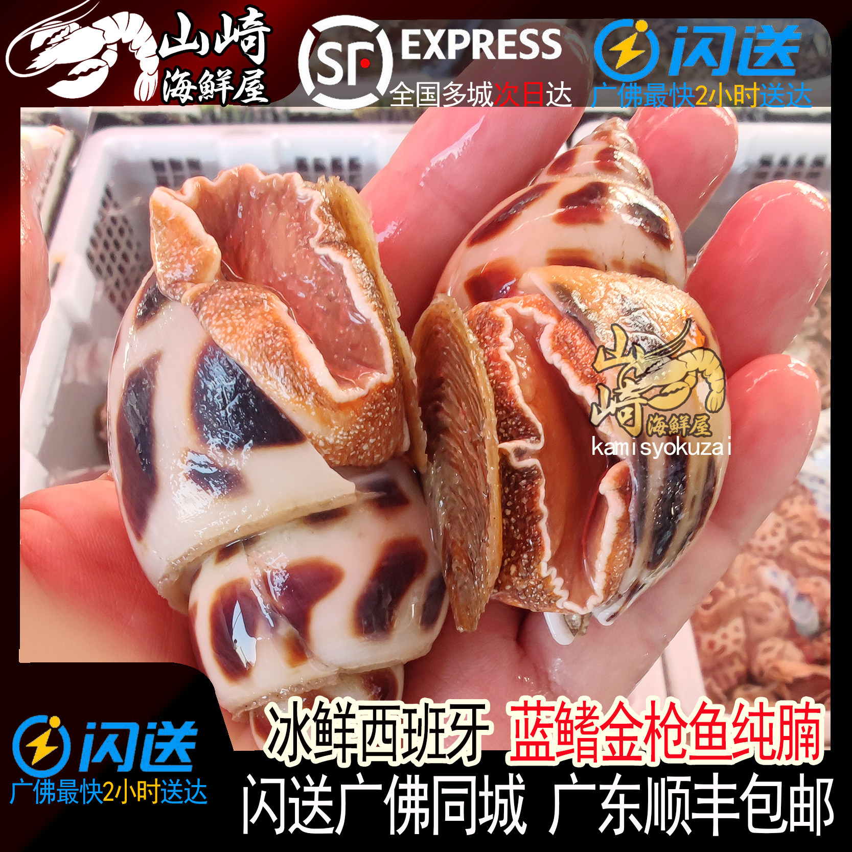 1斤6-10只鲜活超大花螺活体特大甜螺贝壳新鲜野生海鲜东风螺