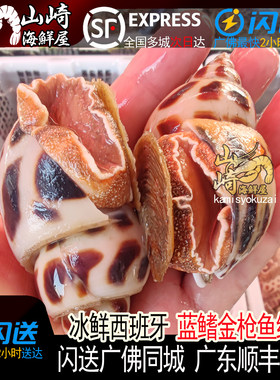 1斤6-10只鲜活超大花螺活体特大甜螺贝壳新鲜野生海鲜东风螺