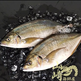 冰鲜池鱼王大竹荚鱼缟鰺刺身 整条2-5斤左右广东省包邮