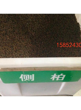 侧柏种子 松柏种子 扁柏种子可嫁接龙柏种子 绿化常青树种子包邮