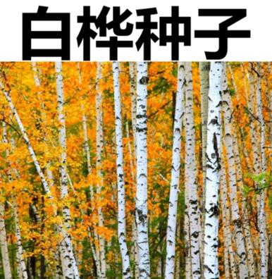 新采白桦种子 白桦树种子 桦树种子 桦木种子 桦皮树园林绿化种子