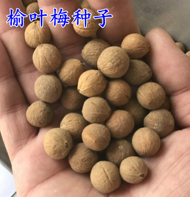 榆叶梅小桃红绿化苗木种子