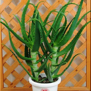 食用龙爪菊芦荟盆栽木立芦荟苗木剑芦荟多肉植物芦荟花卉盆景