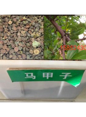 马甲子种子 马甲刺种子 铁篱笆种子 灌木种子绿化行道林木苗木