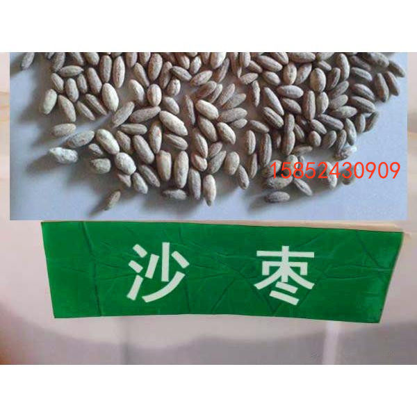 沙枣种子 刺柳种子 香柳种子 银柳种子 七里香种子包邮