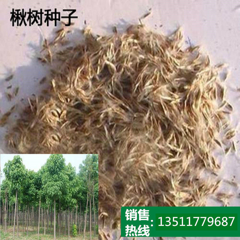 楸树种子梓树种子金丝楸种子臭梧桐种子黄花楸水桐楸河楸梓桐种子