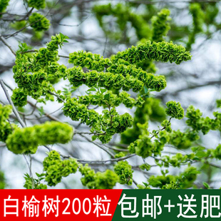 林木树种金叶榆种子白榆种子榆树种美人榆家榆树榆钱树春榆树