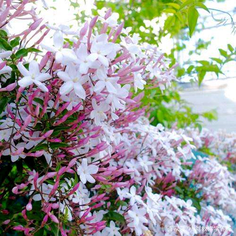 爬藤植物 多花素馨花苗 攀援花卉盆栽 藤本花卉室外庭院花园 攀爬