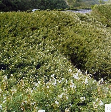 山毛豆种子 山毛豆灌木种子绿化用植物 厂家直销 质量保障