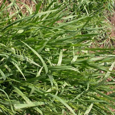 无芒雀麦碱草紫羊茅四季种子