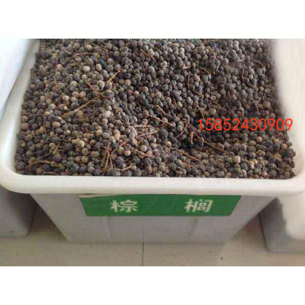 棕榈种子 山棕树种子 易种植 花卉林木树种子 并榈 唐棕榈种子