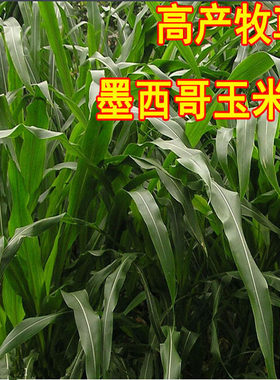墨西哥玉米草种子优12进口南北方多年生黑麦草养羊牛鸡鱼黑牧草籽