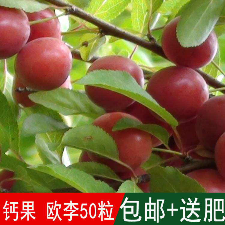 溢芳种业出售林木种子钙果种子原名欧李四季可播
