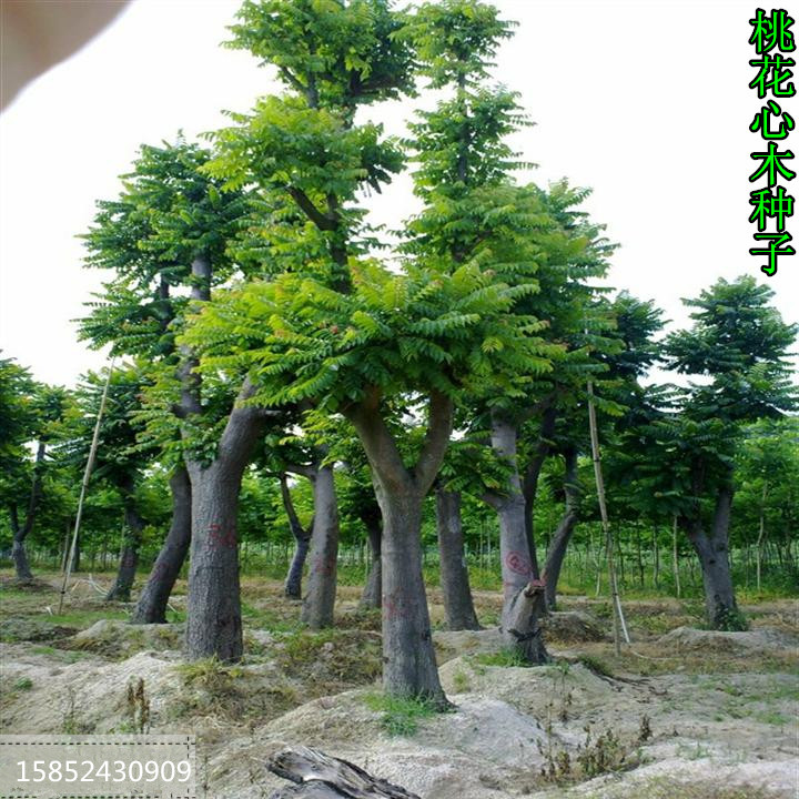 林木种子新采桃花心木种子 桃花芯木种子榔色木种子南洋芯木种子