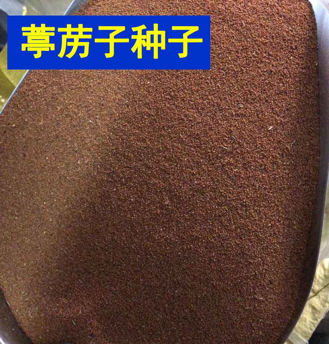葶苈子种子 独行菜种子 播娘蒿种子 常用药材种籽