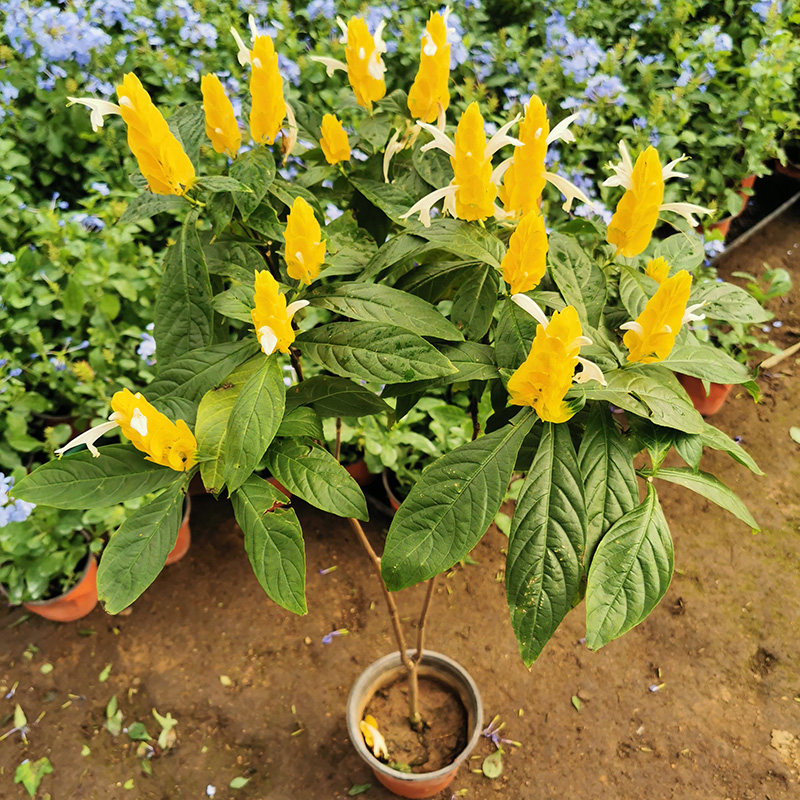 黄金塔花苗黄金宝塔花苗阳台盆栽黄虾花黄虾衣花四季开皇后金苞花