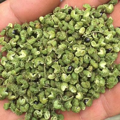 九叶青花椒种子一斤育苗专用金阳特香特麻2017年秋收新货麻椒种子